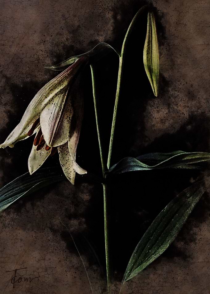 Lily 1