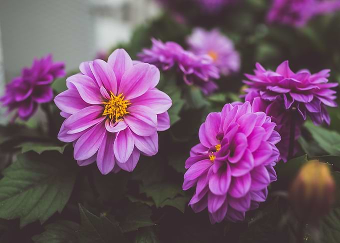 orange bloom