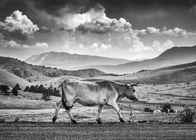 the Cow