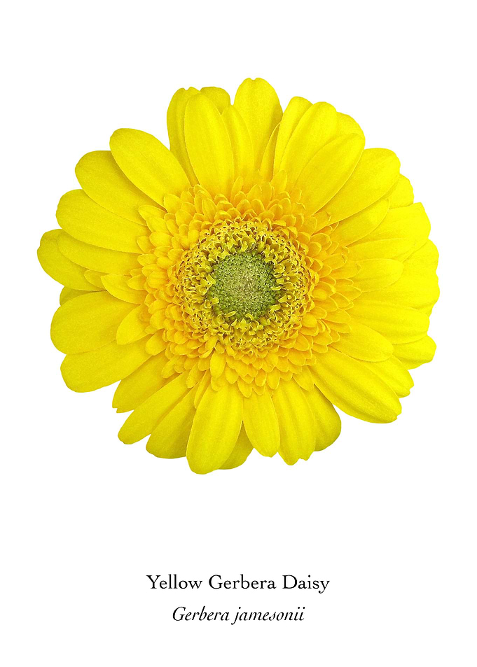 Yellow Gerbera Daisy