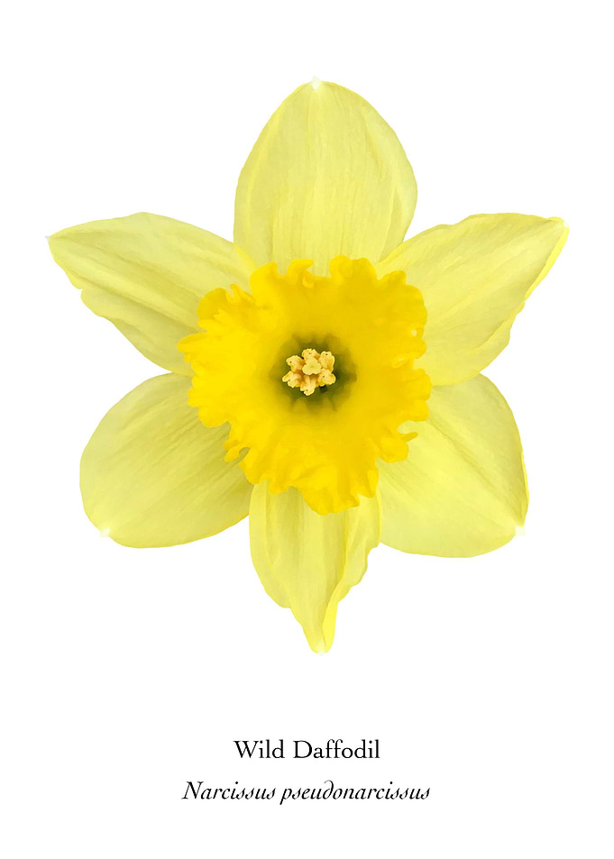 Wild Daffodil