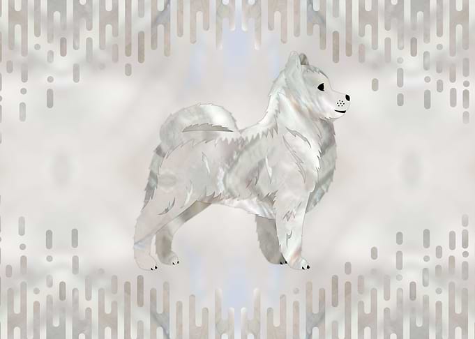 Pomeranian