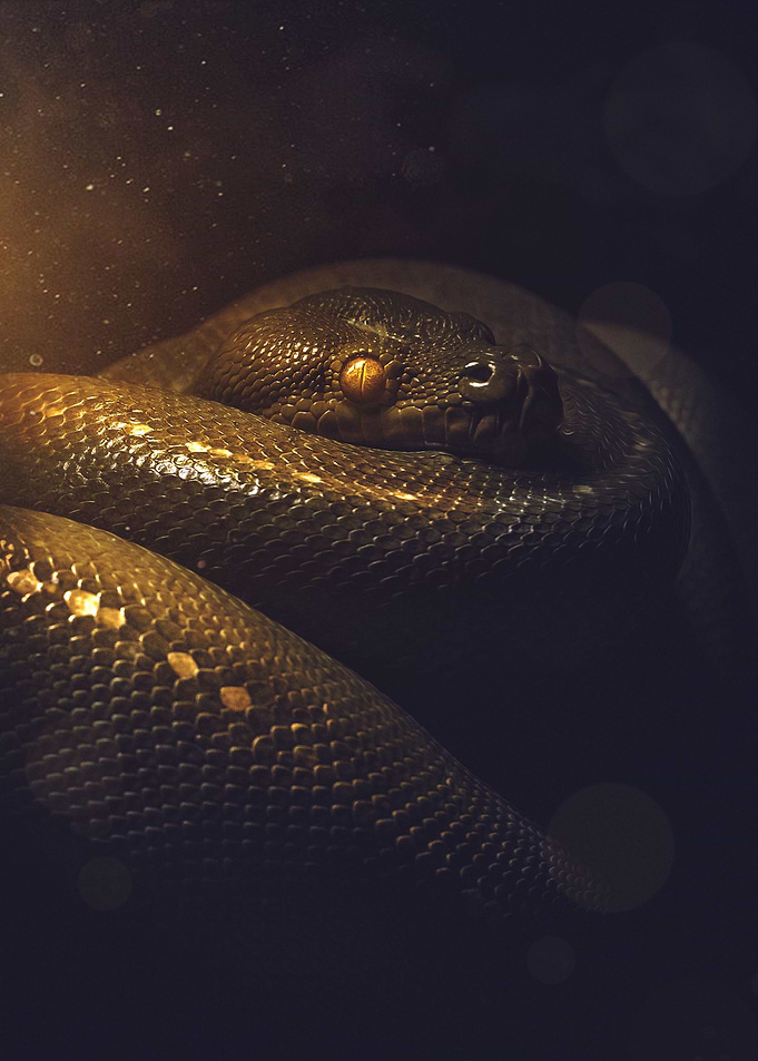 The Snake