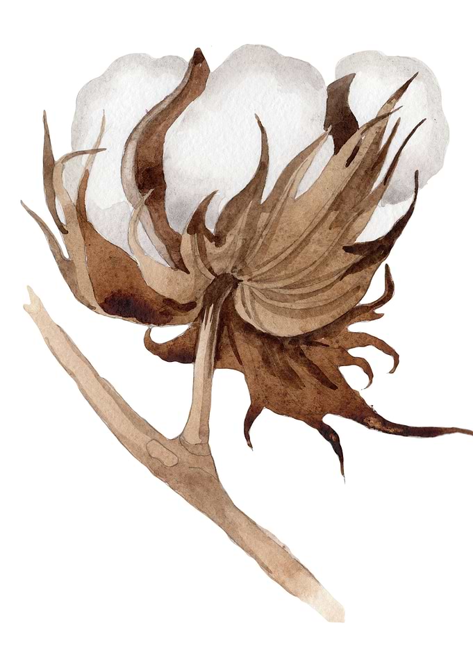 Cotton Flower 03