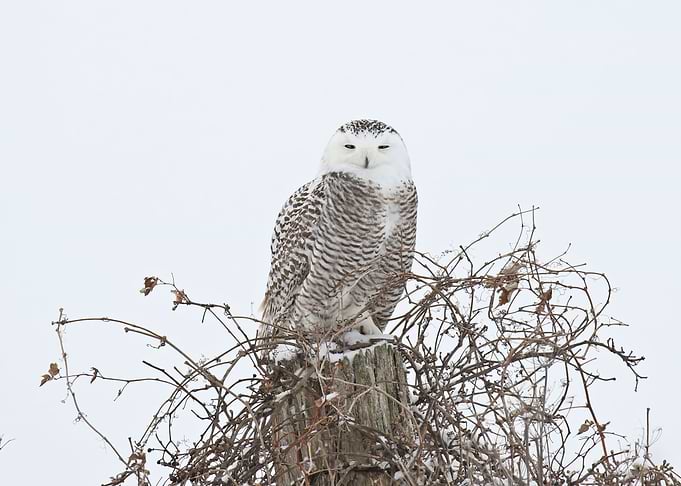 Bright white snowy owl
