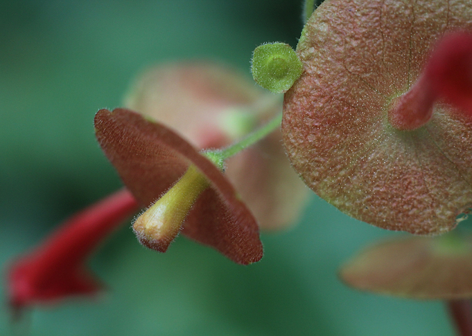 Teacup Flowers