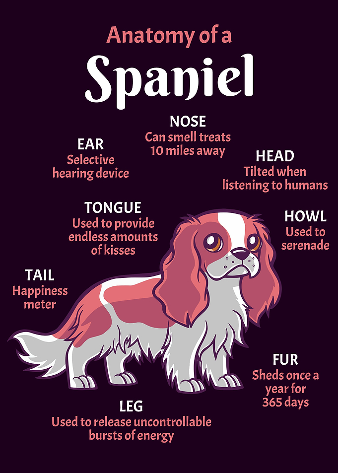 Anatomy Spaniel