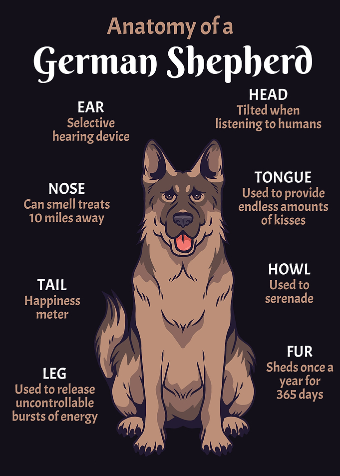 Anatomy German Shepherd