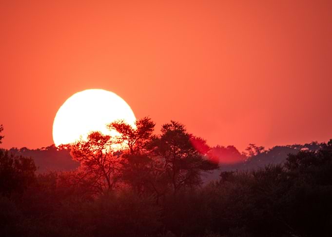 sunset tree