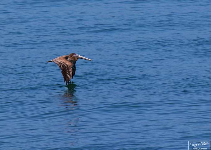 Pelican on the Gulf