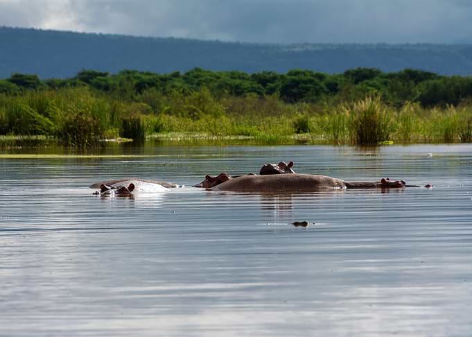 hippos