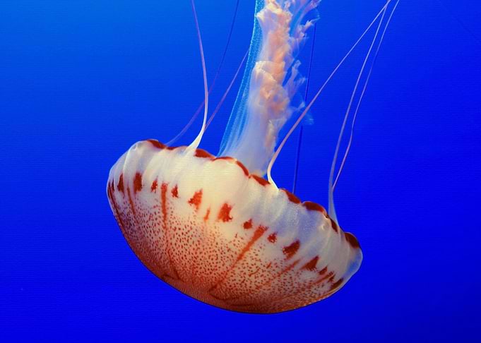 Animal Jellyfish Fishes