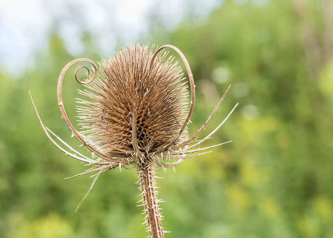 Dry Thistle
