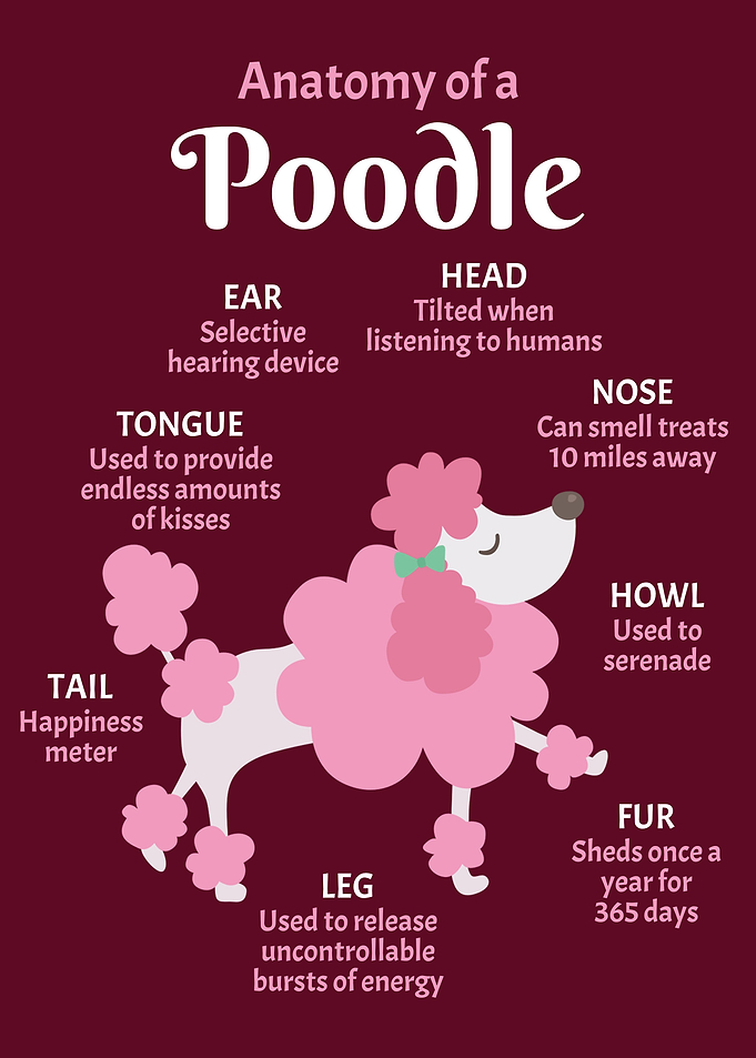 Anatomy Poodle