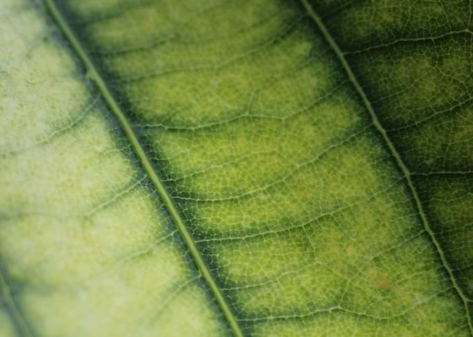 Leaf Texture
