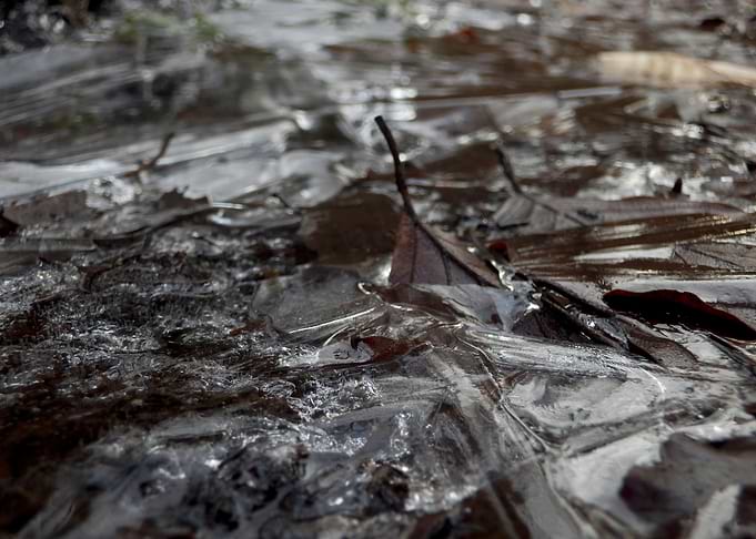 Ice in Forest 1