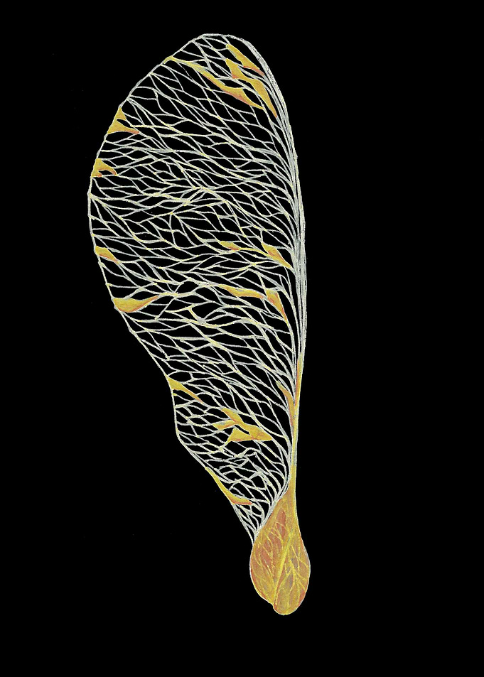 Dried Seed