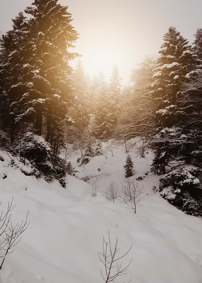 sunset tree snow