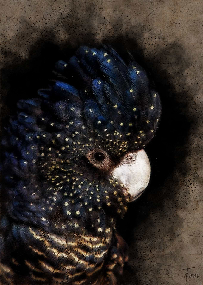 Black Cockatoo