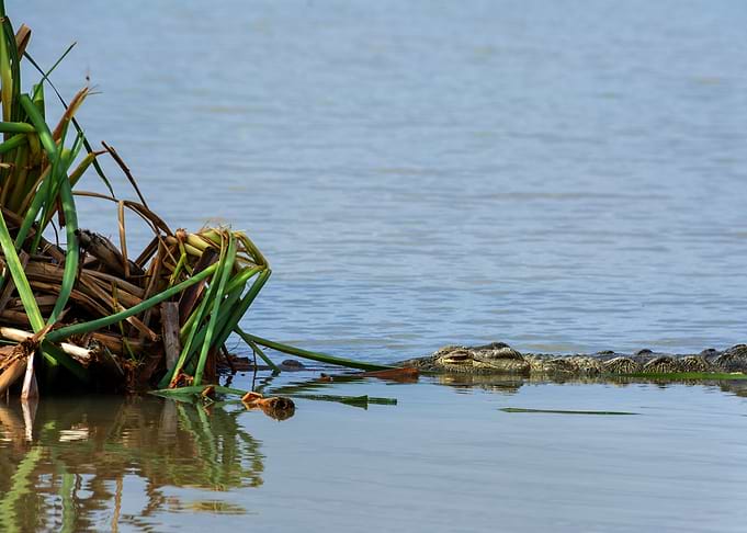 crocodil
