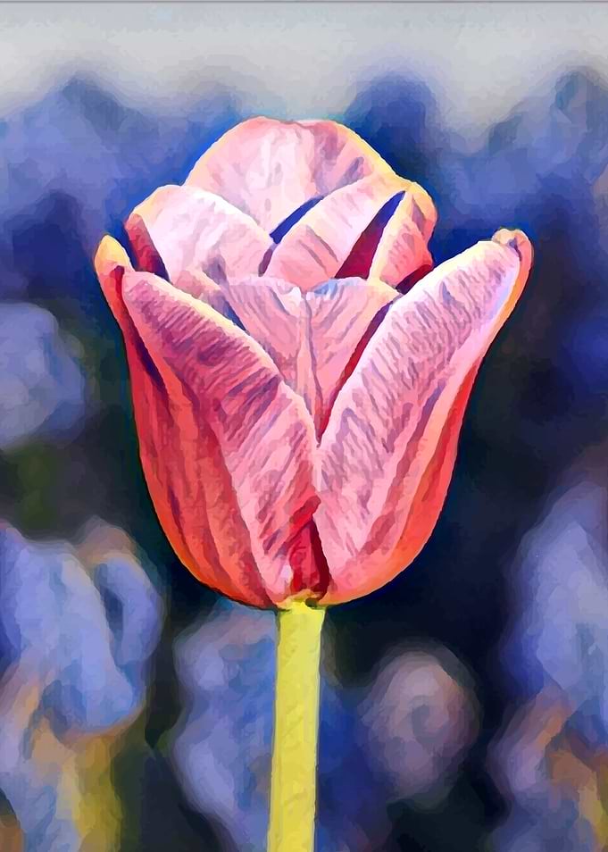 Painted pink tulip