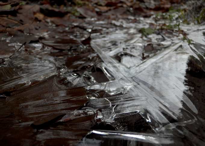 Ice in Forest 2