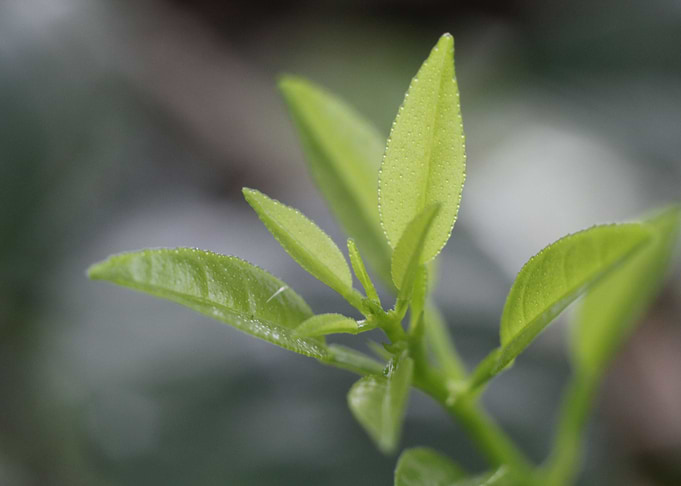 New Plant Growth