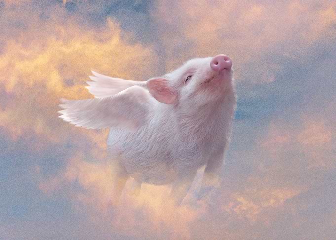 Piggy Heaven