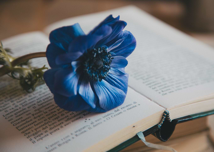 Blue Anemone