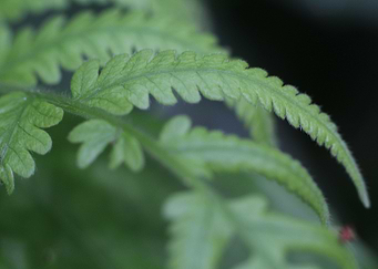 Green Fern