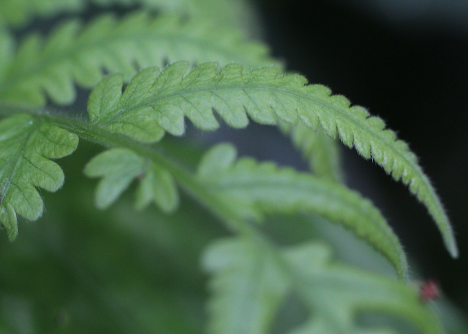 Green Fern