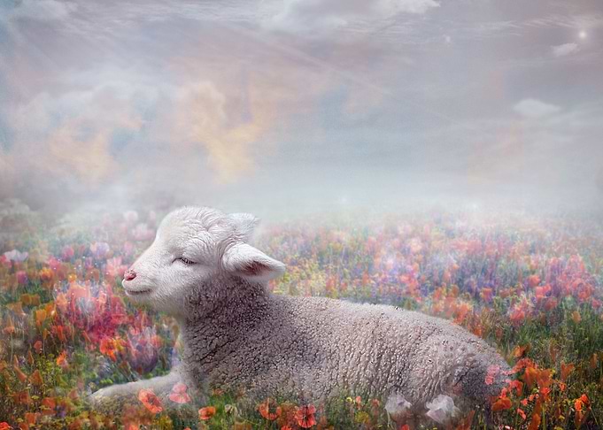 Lamb of God