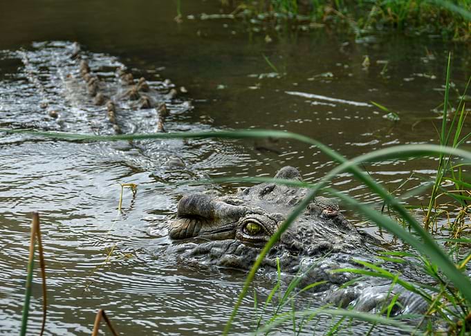 nil crocodile