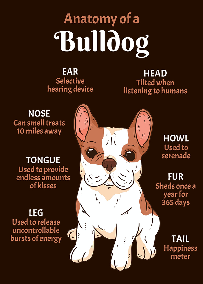 Anatomy Bulldog