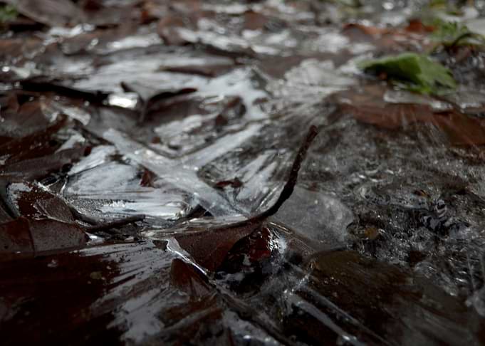 Ice in Forest 3
