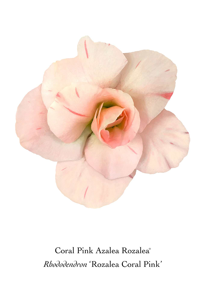 Coral Pink Rozalea