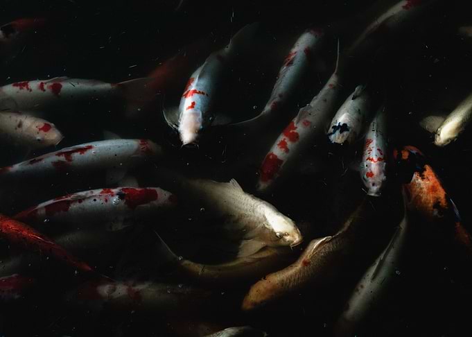 Koi Pond