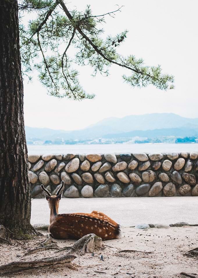 Relaxing Deer