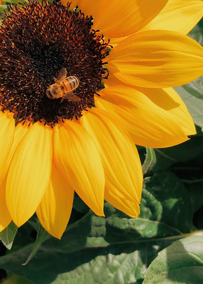 Sunflower with Bee plants