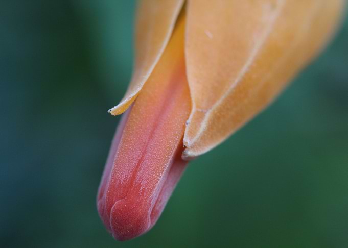 Unopened Flower