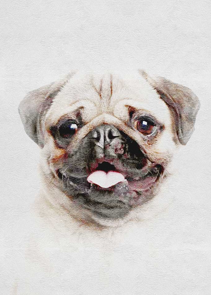 Pet Dog Puppy Cute Pug