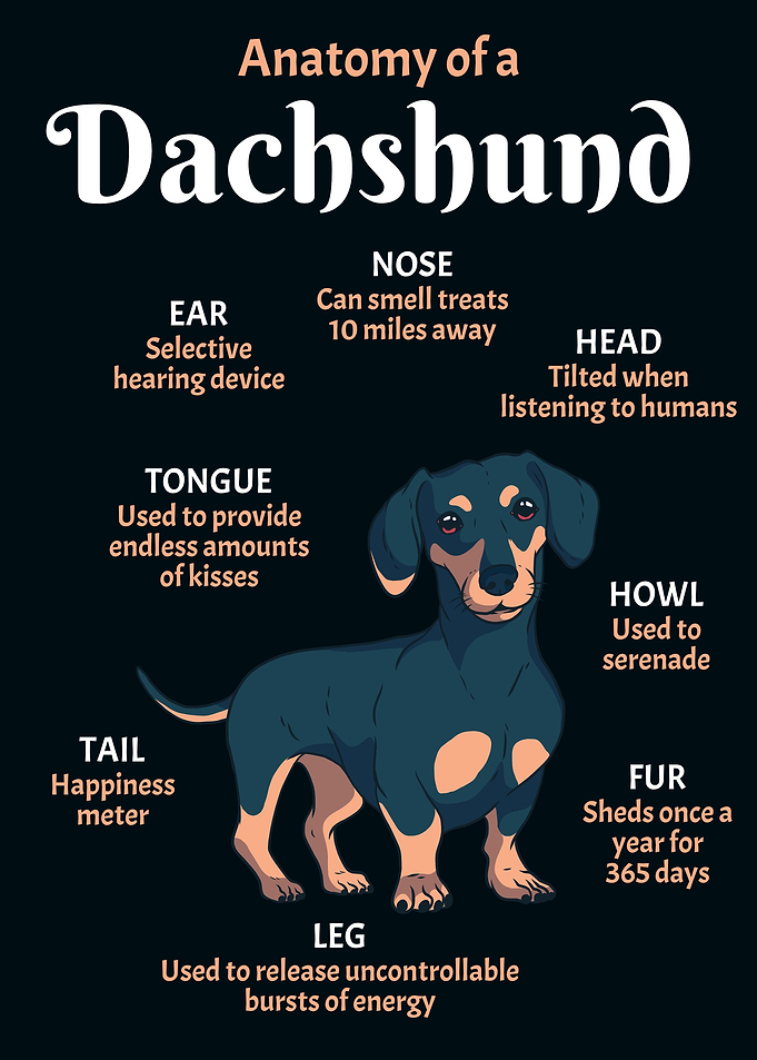 Anatomy Dachshund