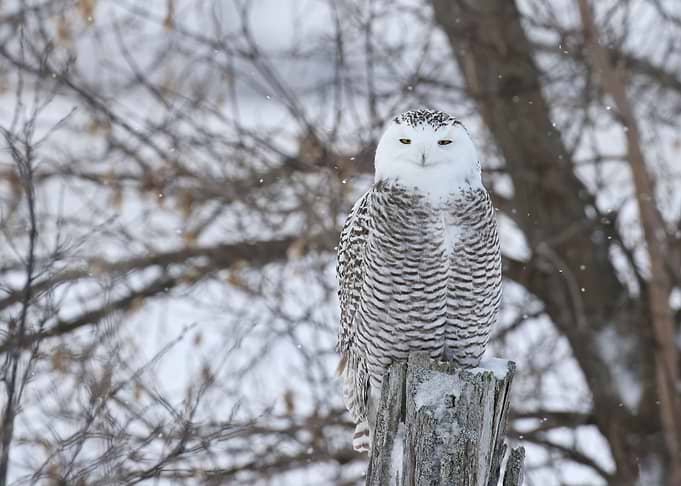 Snowy owl on fence post