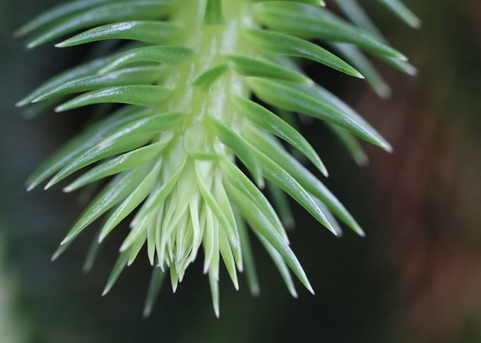Soft Pine Spines