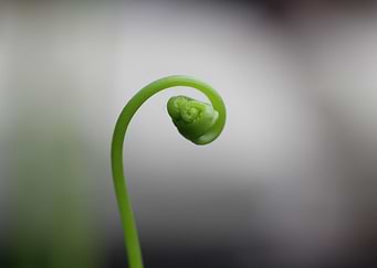 Green Fern Fiddlehead