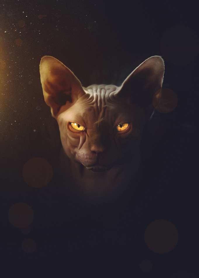 The Sphynx Cat right one