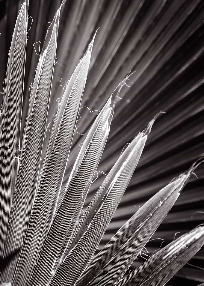 foliage b w