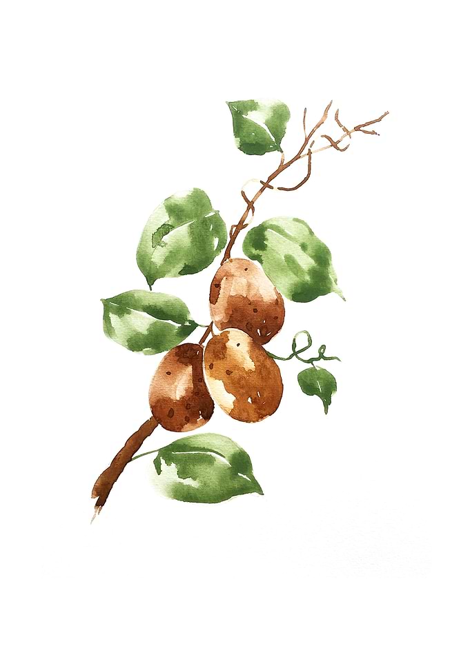 Botanical