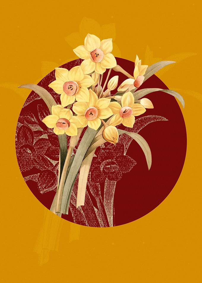 Chinese Sacred Lily