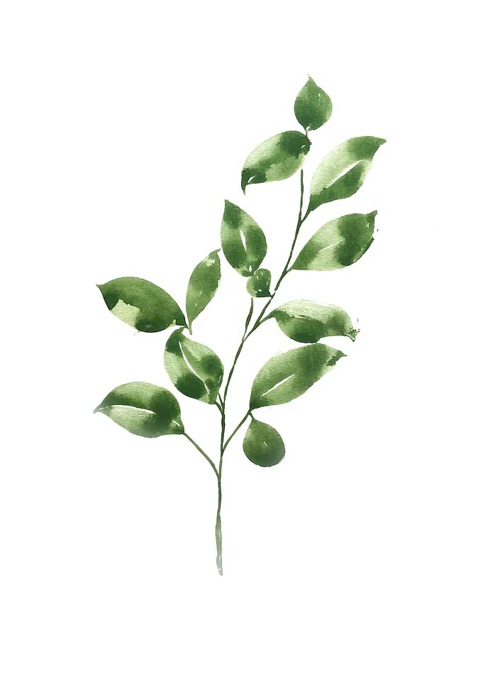 Botanical